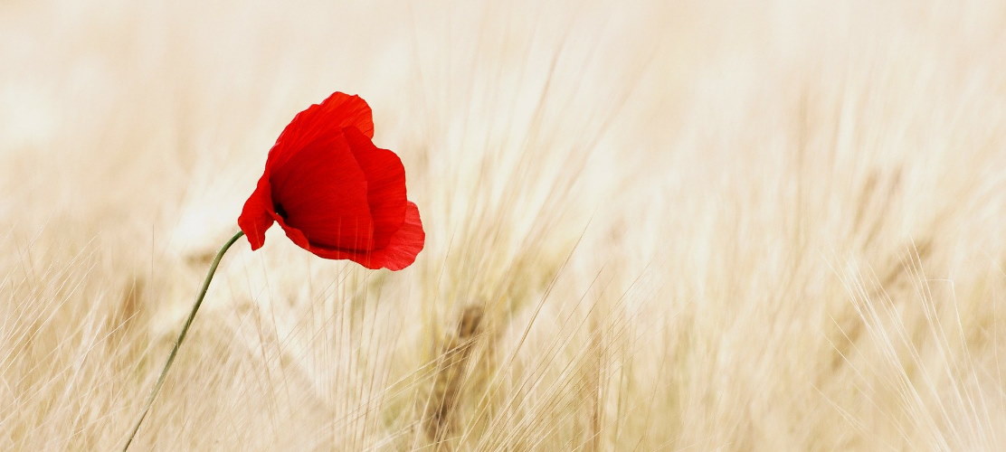 La fleur du sourire