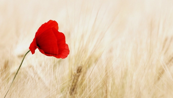 La fleur du sourire