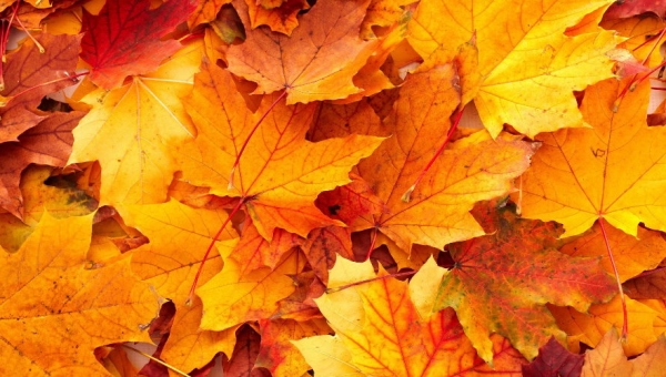 Le programme des mercredis de novembre à décembre 2025